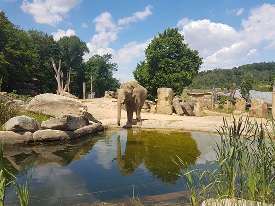 Ogród zoologiczny w Pradze